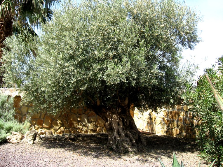 splendid century olive-tree
